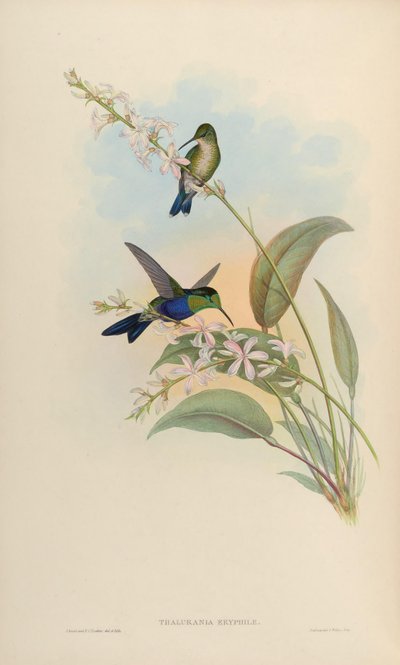 Thalurania eryphile = Thalurania furcata eriphile by John Gould
